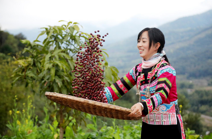 普洱少数民族少女晾晒咖啡豆。陈宏清 摄