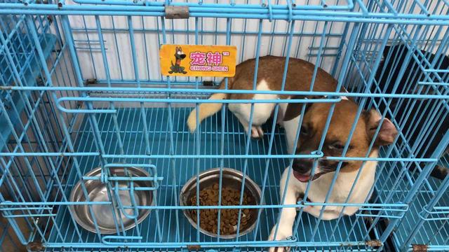 张佩华留下的动物们。受访者 供图