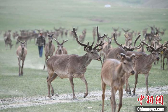 图为肃南县马鹿养殖场内的鹿群。　杨艳敏 摄