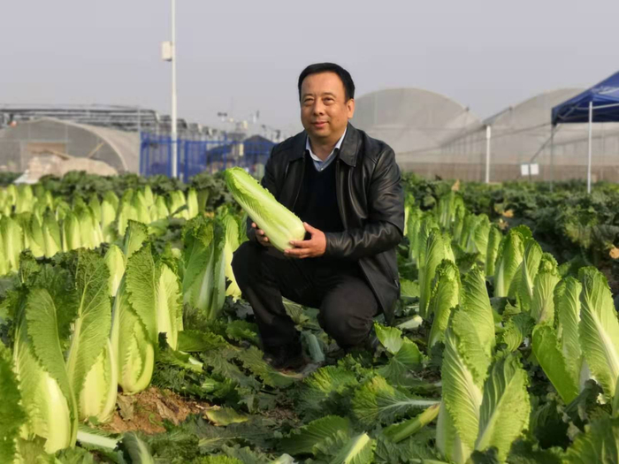 中国农科院蔬菜花卉所研究员张淑江在玉田调研玉田包尖大白菜。受访者供图