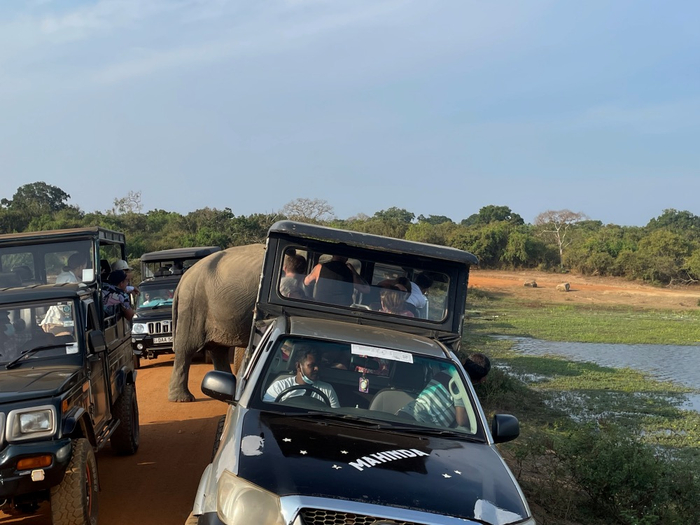 亚拉国家公园safari