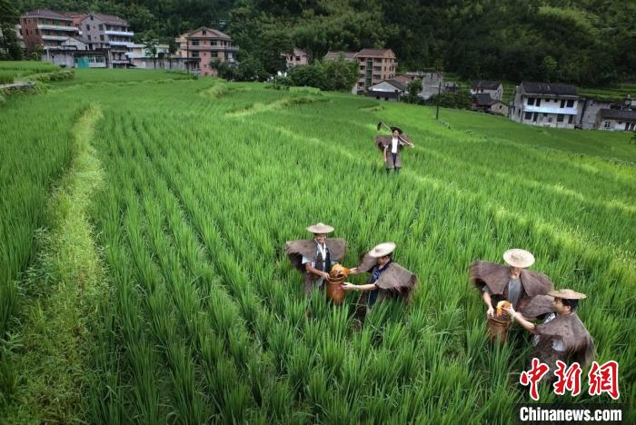 浙江青田稻鱼共生:千年古法展生机 稻香鱼肥好“丰”景_手机新浪网