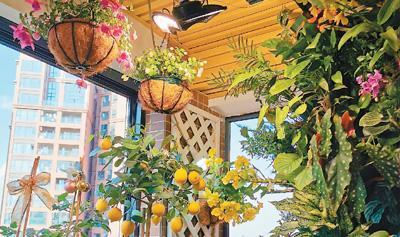 一名博主在社交平台上晒出自家的阳台果园。 图片来源于网络