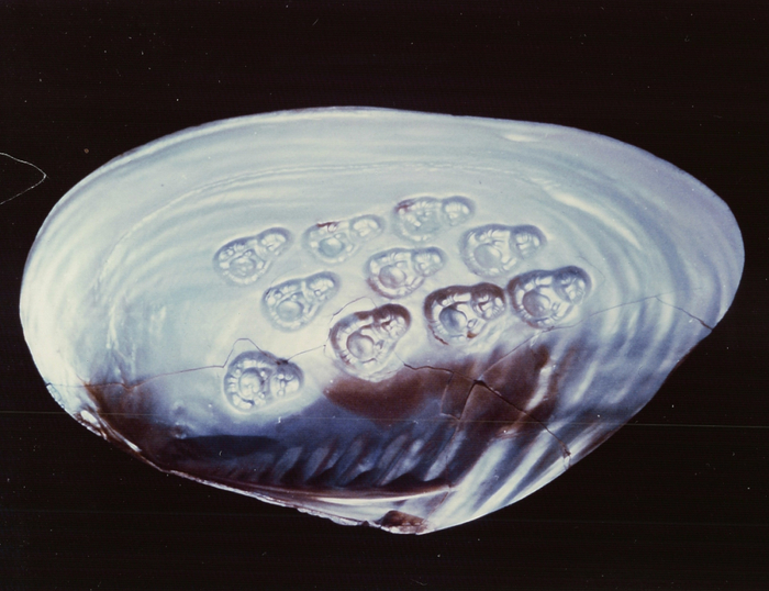 ▲德国汉堡宝石研究院展出的中国淡水附壳佛像珍珠