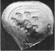 ▲明代附壳佛像珍珠（《The Book of The Pearl》插图 ）