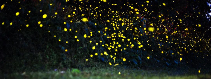 资料图 中国科学院西双版纳热带植物园萤火虫飞舞 张娇娇 摄