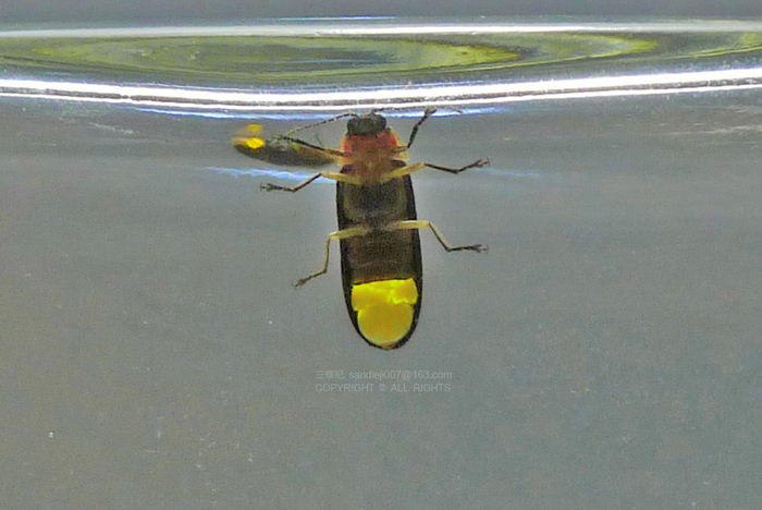 萤火虫的发光器