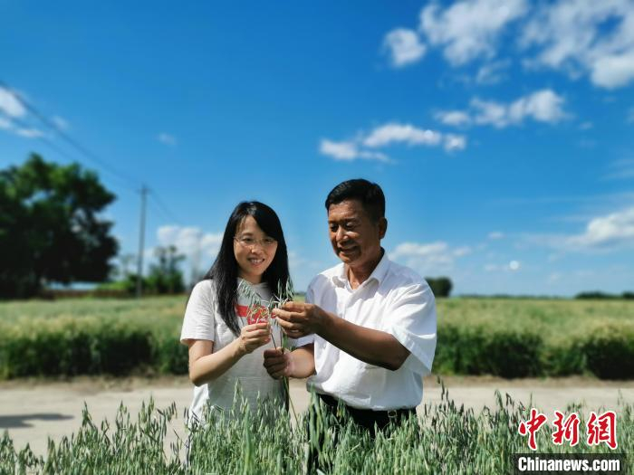 中国科研人员解码裸燕麦“中国芯”。　四川农业大学供图