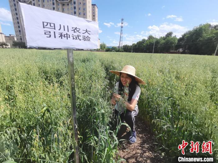 中国科研人员解码裸燕麦“中国芯”。　四川农业大学供图
