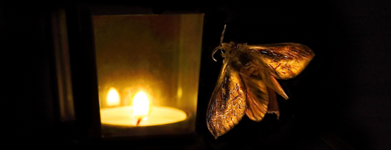 飞蛾扑火，图片来源：blogs.brandeis.edu