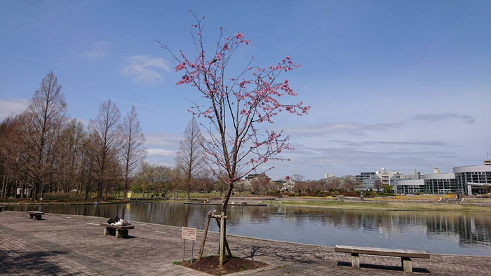 2018年，七北田公园为羽生结弦种植的大岛樱花树。