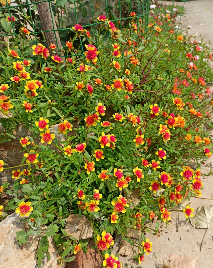 重楼太阳花,夏日的观花"主力",皮实强健,天气越热,花开越美