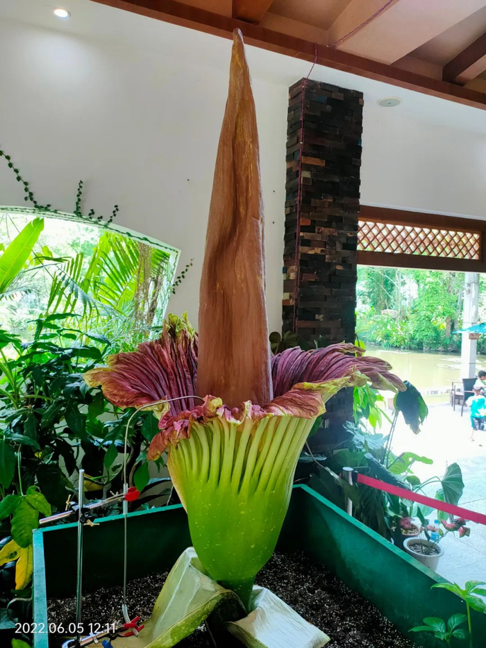 2022年在西双版纳植物园开花。吴福川 摄