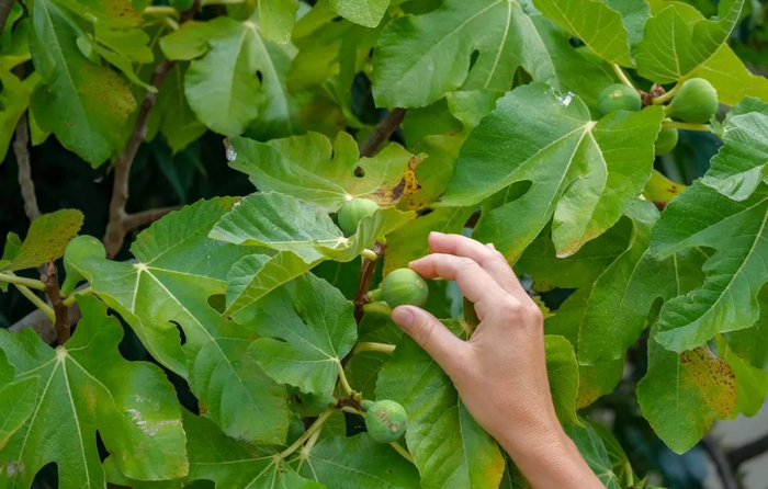 目前人工种植的无花果大多是自我授粉型，不会出现果实中有昆虫的情况 / 图虫创意