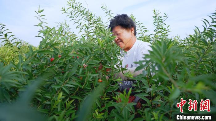 村民正在采摘欧李。　 张保卫 　摄