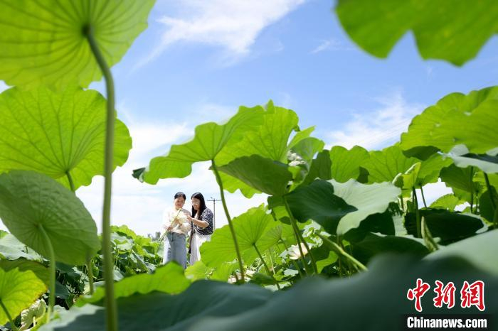 在河北省文安县新镇镇太保庄村千亩莲藕种植基地，游客正在赏花游玩。　高丹钰 摄