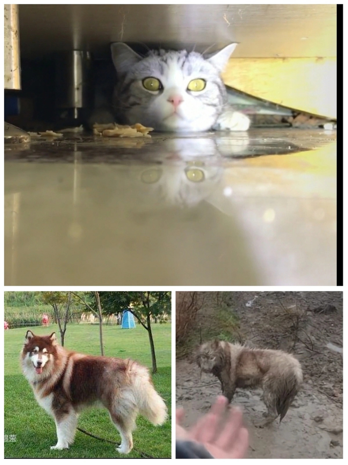 帮助寻找丢失的猫狗，是孙锦荣团队最经常接到的单子。