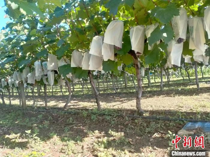 图为丰收在即的葡萄。　赵影超 摄