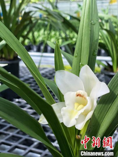 周宁县花卉基地内种植的大花蕙兰。　吕巧琴 摄