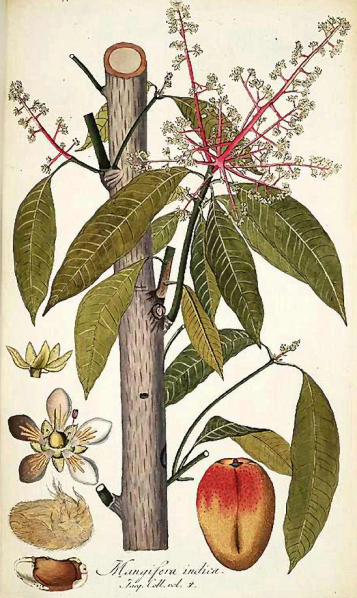 术语科普 | “杧果”与“芒果”|杧果|植物名实图考|中国植物志_新浪新闻