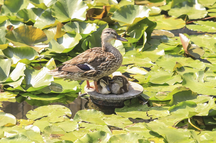 7月20日，西海湿地公园，烈日下，母鸭给休息的小鸭们遮阳。  新京报记者 浦峰 摄