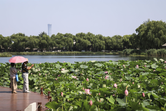 7月20日，西海湿地公园，市民在观赏荷花。  新京报记者 浦峰 摄