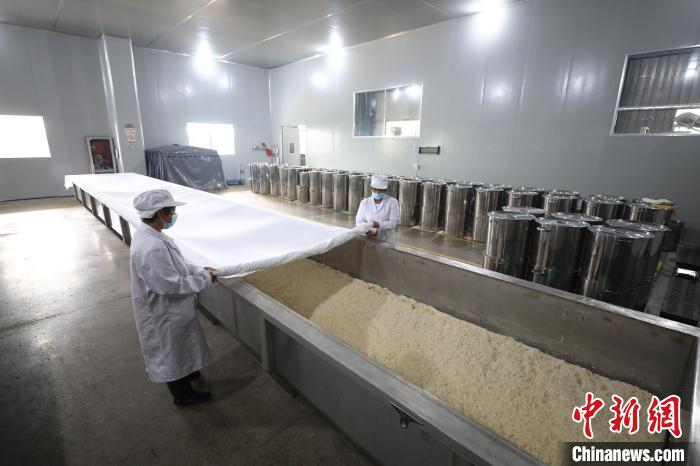 七约米酒厂内工人在制作米酒。　樊成柱 摄
