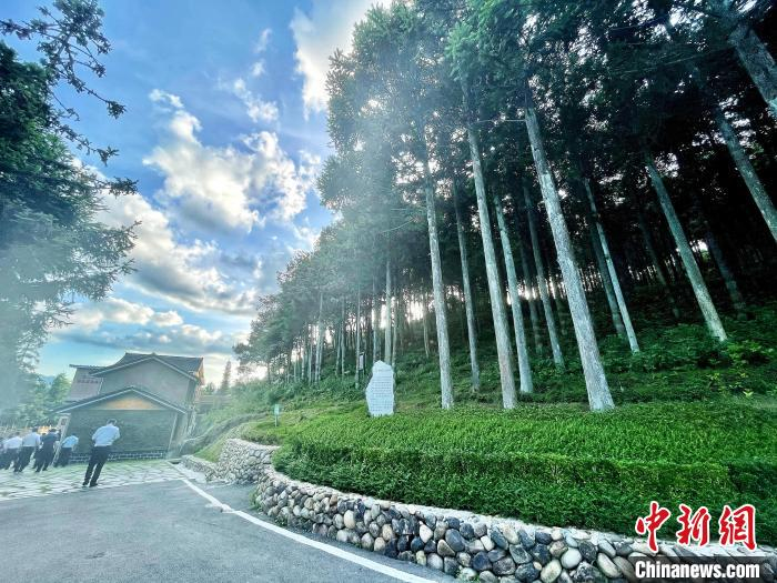 后洋村黄振芳家庭林场一景。　吕巧琴 摄