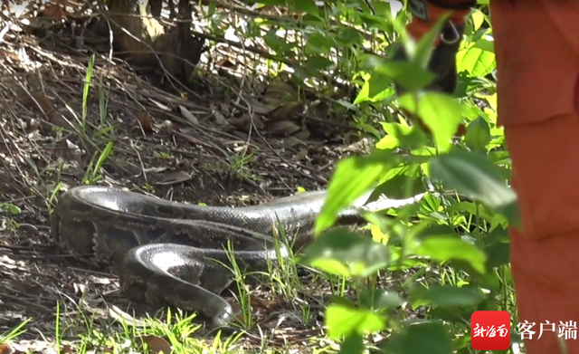 放归自然的大蟒蛇（洋浦消防供图） 