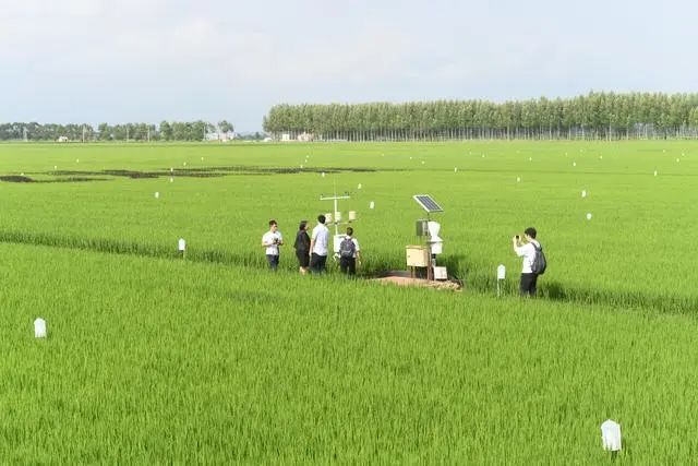 ▲黑龙江省庆安县东禾农业高标准水稻示范基地。新华社记者 王建 摄