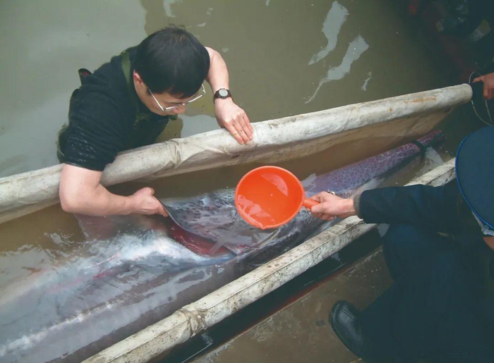 ▲2003年，四川省宜宾市南溪区，危起伟与研究人员正在抢救被误捕的白鲟。&nbsp; 受访者供图