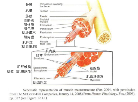 肌肉微结构示意图，作者汉译，图源见图