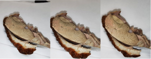 鸭肉在不同角度下呈现彩色金属光泽，图片来源：作者拍摄