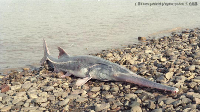 ▲2003年，在四川省宜宾市南溪区发现的白鲟。&nbsp; 受访者供图