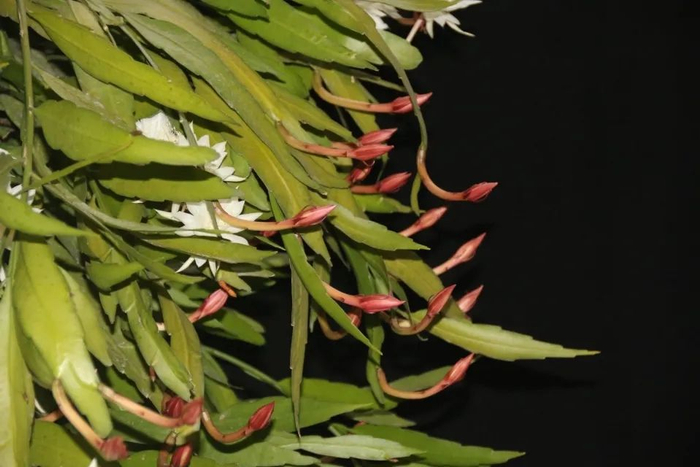 昙花如果不开花,不能太娇惯,4个“步骤”做到位,叶片长满花苞|叶片|昙花|花苞|步骤|植物|光照|仙人掌|花芽|叶子|肥料_新浪新闻