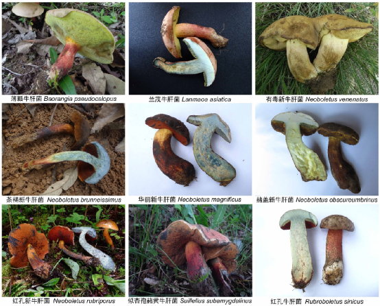 不同种类的见手青（作者提供）