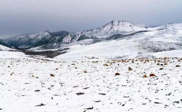 新疆阿勒泰雪景。受访者供图