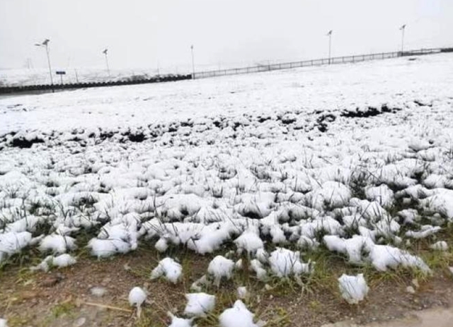 青海天峻县降雪覆盖植被。青海广播电视台 图