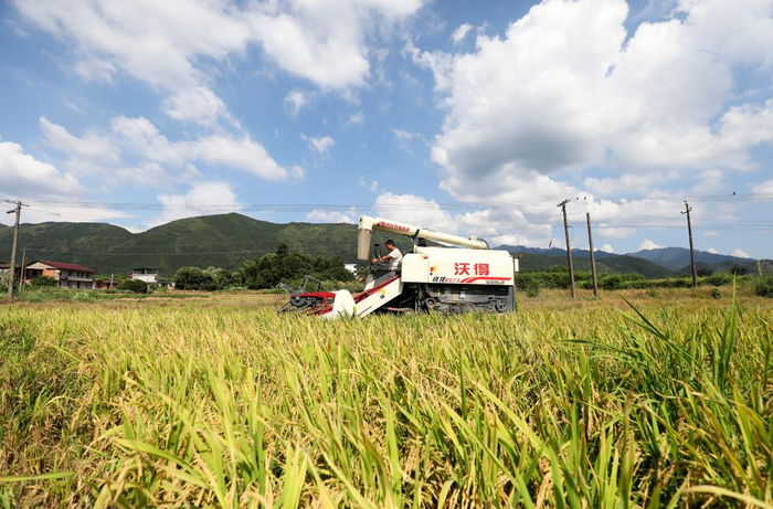 　　7月21日，在湖南省资兴市回龙山瑶族乡七里村，农民驾驶收割机劳作。新华社发（李科摄）