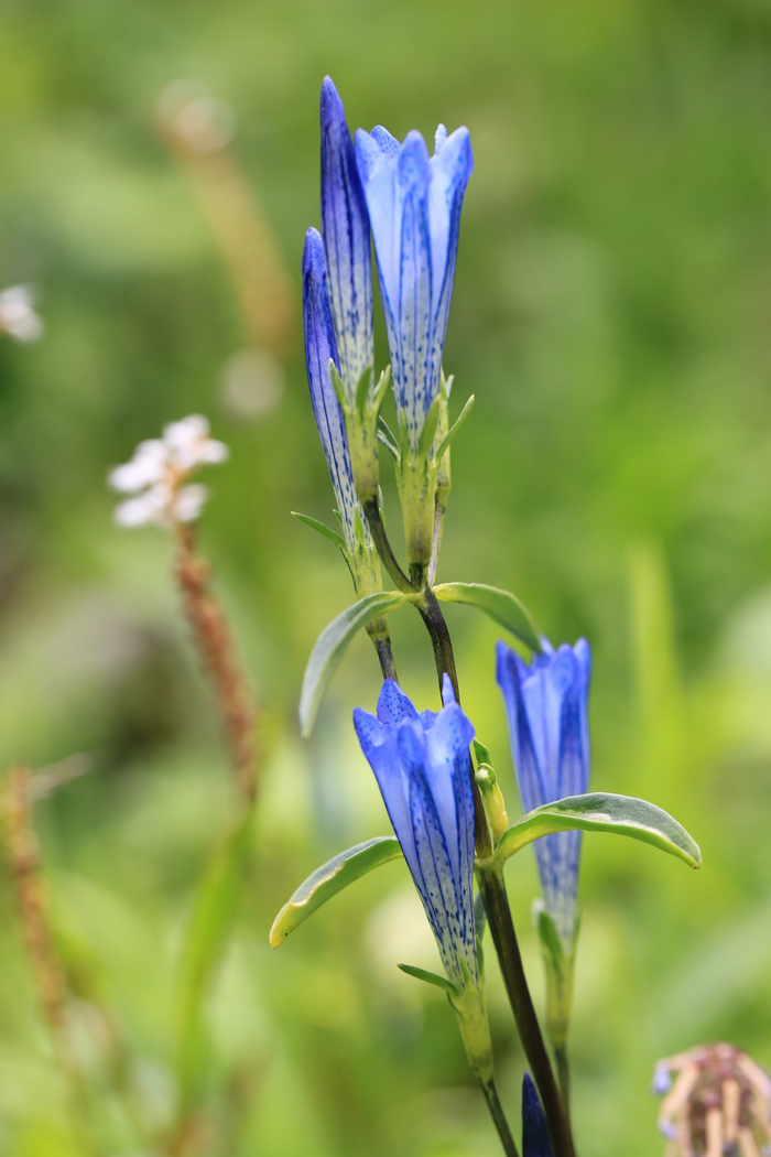 三歧龙胆，龙胆科龙胆属，花期7-9月。 本文图片除特别注明外均拍摄于川西高原的康定、金川等地，均为作者周敏 图