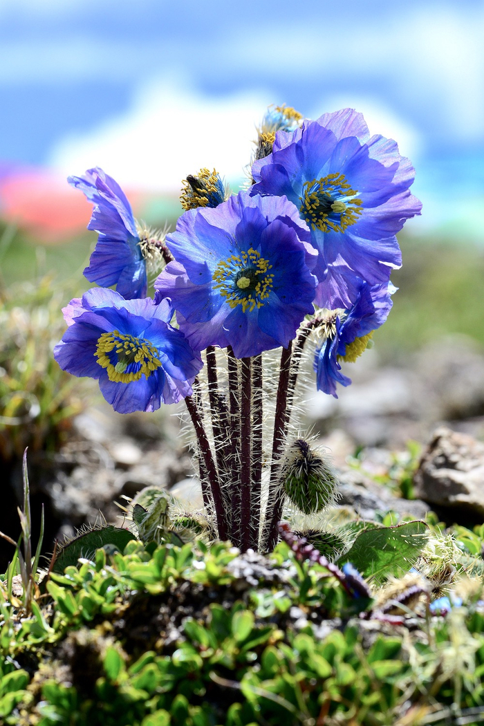 多刺绿绒蒿，花期6-9月。摄于西藏。  阿珠 图