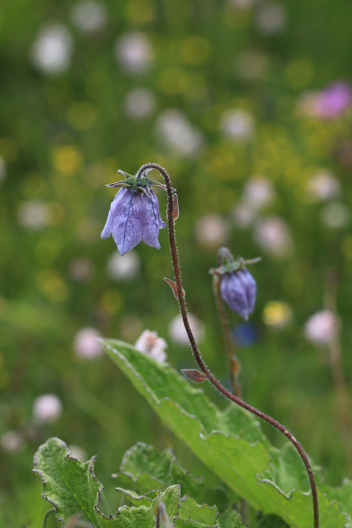 大花党参，桔梗科党参属，花期7-10月。