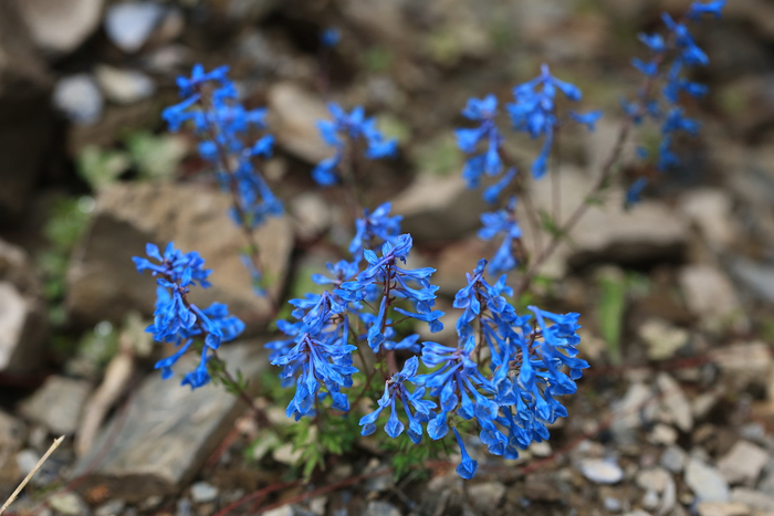 曲花紫堇，罂粟科紫堇属，花期5-8月。