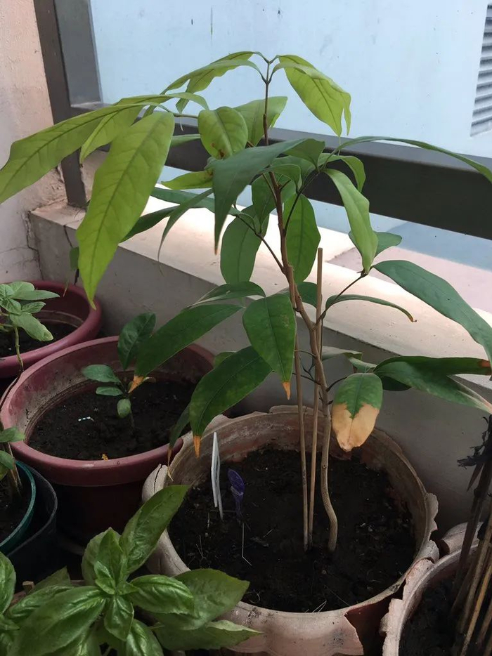 荔枝核快速培育成清新粉叶小盆栽,水培和土培都没问题