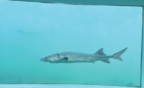 　　长江楼养殖池里畅游的中华鲟。　农民日报·中国农网记者　周涵维　摄