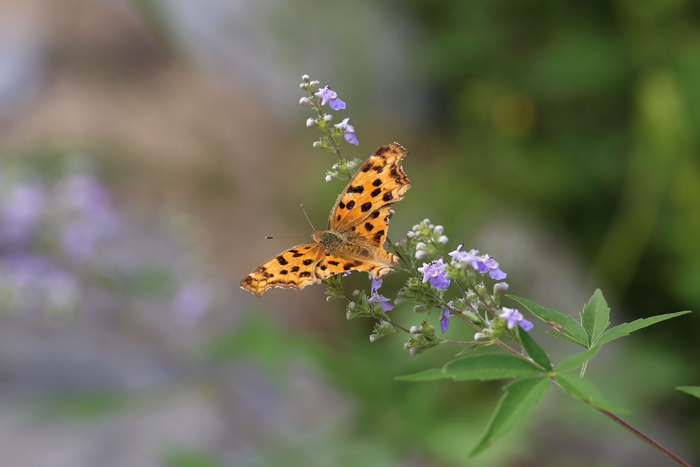 黄钩蛱蝶在荆条的花朵上吸蜜