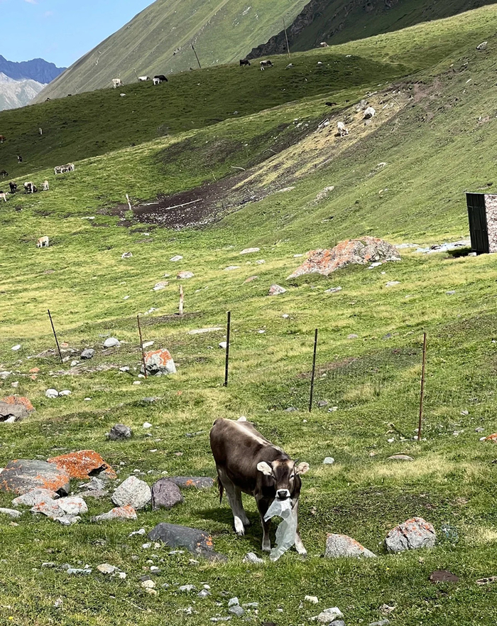 网友拍到小牛在吃草地上的垃圾袋。图片来源：网络