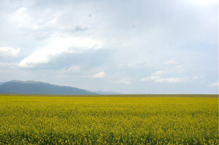 图为昭苏县油菜花海。新华网记者刘琼 摄