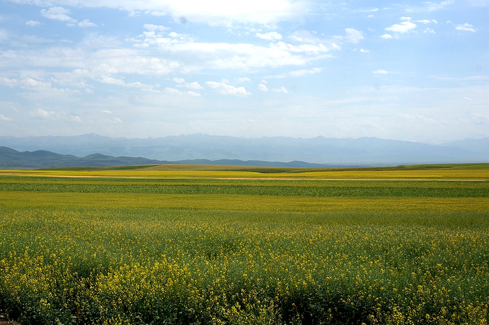 图为昭苏县油菜花海。新华网记者刘琼 摄