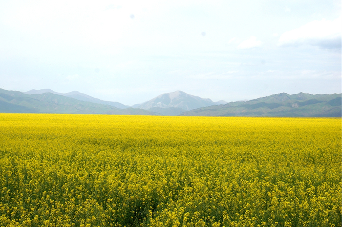 图为昭苏县油菜花海。新华网记者刘琼 摄